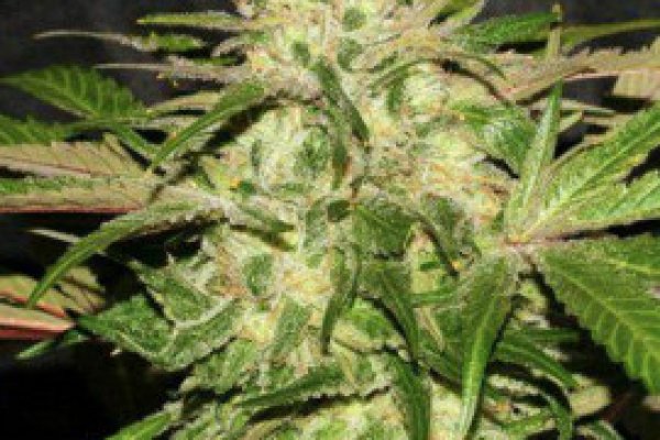 Как зайти на kraken в 2024