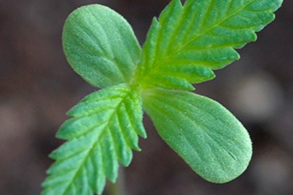 Кракен нарколог